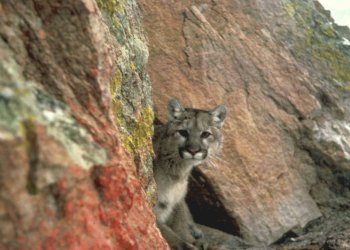 A mountain lion, also known as a cougar, is seen in the western region of the United States. ©AFP