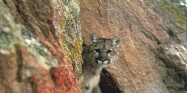 A mountain lion, also known as a cougar, is seen in the western region of the United States. ©AFP