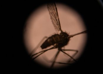 A mosquito is seen through a microscope in a laboratory in Burkina Faso's capital Ouagadougou in 2019. ©AFP