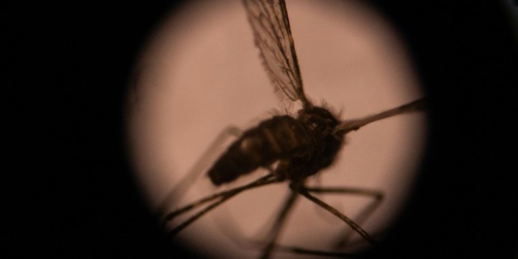 A mosquito is seen through a microscope in a laboratory in Burkina Faso's capital Ouagadougou in 2019. ©AFP