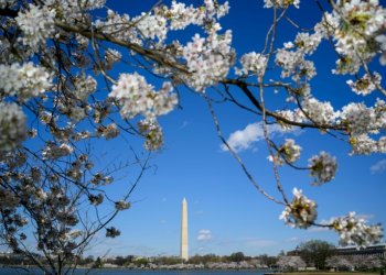 The Washington Monument is seen through the branches of a cherry tree on March 19, 2024. ©AFP