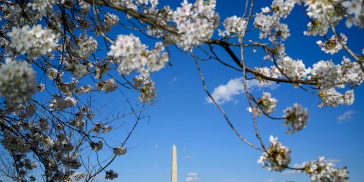 The Washington Monument is seen through the branches of a cherry tree on March 19, 2024. ©AFP