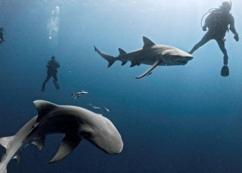 Lemon sharks swim close to a group of divers off Jupiter, Florida, the US state now seen as the world's most likely place to be bitten by a shark -- even though such attacks are exceedingly rare. ©AFP