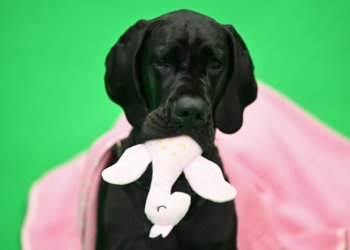 A Great Dane chews its soft toy on the third day of the Crufts dog show in Birmingham, central England. ©AFP