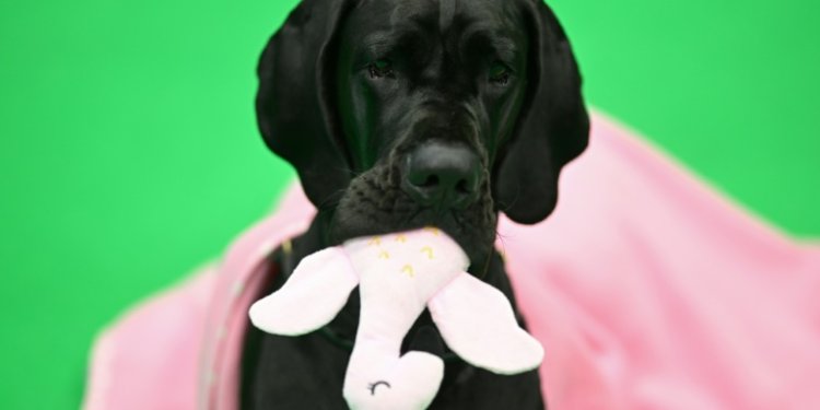 A Great Dane chews its soft toy on the third day of the Crufts dog show in Birmingham, central England. ©AFP