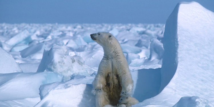 The National Petroleum Reserve in Alaska (NPR-A) is an ecologically important region for grizzly and polar bears, caribou (reindeer) and hundreds of thousands of migratory birds / ©AFP