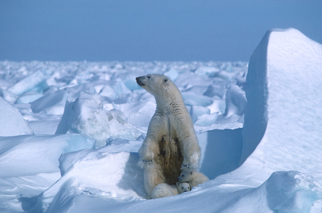 The National Petroleum Reserve in Alaska (NPR-A) is an ecologically important region for grizzly and polar bears, caribou (reindeer) and hundreds of thousands of migratory birds / ©AFP