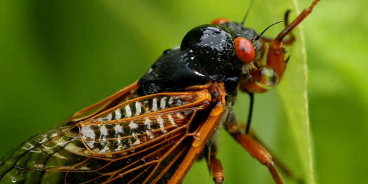 A drop of water lands on the back of a periodical cicada, a member of Brood X, on June 03, 2021 in Columbia, Maryland. ©AFP