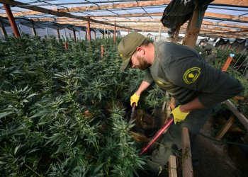 Agents destroy the crops during the raids, but know that growers will be back soon enough. ©AFP