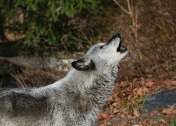 A quarter of a million wolves once roamed from coast to coast before European colonizers embarked on campaigns of eradication that persisted into the 20th century all but wiped them out in the lower-48 states / ©AFP