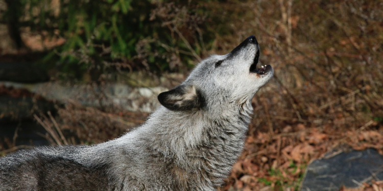 A quarter of a million wolves once roamed from coast to coast before European colonizers embarked on campaigns of eradication that persisted into the 20th century all but wiped them out in the lower-48 states / ©AFP