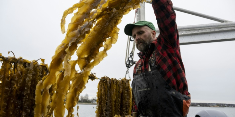 Bren Smith harvests algae grown in the ocean near Branford, Connecticut. ©AFP