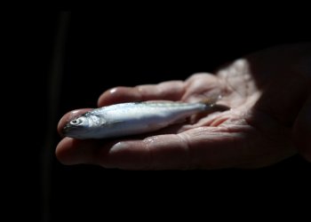 Chinook salmon are threatened by the decades-long drought gripping the American West. ©AFP