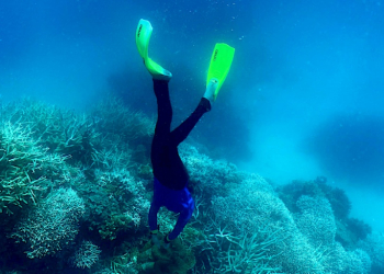 This picture taken on March 7, 2022 shows a diver swimming amongst the coral on the Great Barrier Reef, off Australia's coast -- the reef is now under threat from record ocean heat. ©AFP