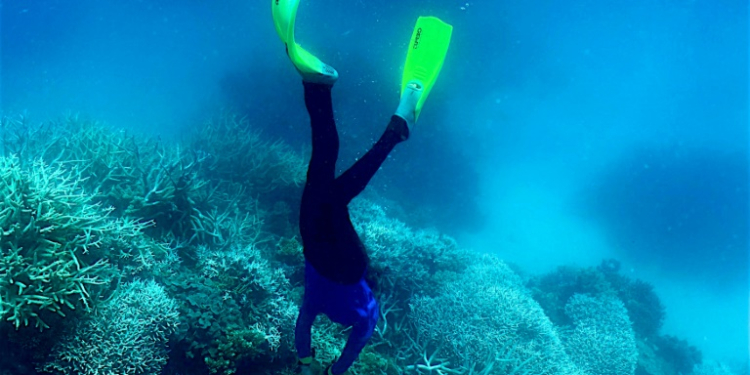 This picture taken on March 7, 2022 shows a diver swimming amongst the coral on the Great Barrier Reef, off Australia's coast -- the reef is now under threat from record ocean heat. ©AFP