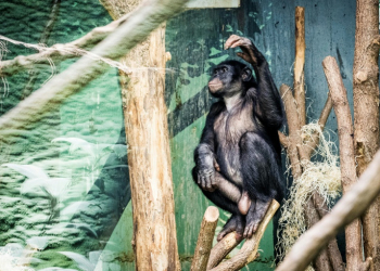 A Bonobo at animal park Planckendael in Muizen, near Mechelen, Belgium . ©AFP