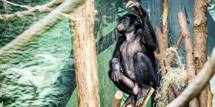 A Bonobo at animal park Planckendael in Muizen, near Mechelen, Belgium . ©AFP