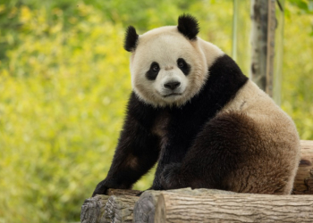 Two-year-old giant panda Bao Li -- whose mother was born at Washington's National Zoo -- is one of two pandas being sent to the zoo by the end of 2024. ©AFP