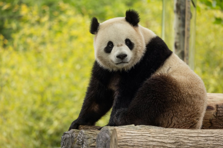 Two-year-old giant panda Bao Li -- whose mother was born at Washington's National Zoo -- is one of two pandas being sent to the zoo by the end of 2024. ©AFP