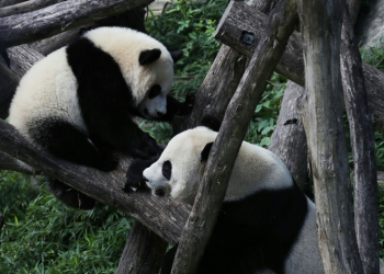 Giant panda cub Bei Bei (L) plays with his mother Mei Xiang (R) at the Smithsonian National Zoological Park in Washington in 2016. The zoo has not had pandas since sending its last trio to China in 2023 . ©AFP