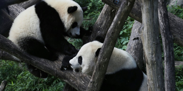 Giant panda cub Bei Bei (L) plays with his mother Mei Xiang (R) at the Smithsonian National Zoological Park in Washington in 2016. The zoo has not had pandas since sending its last trio to China in 2023 . ©AFP