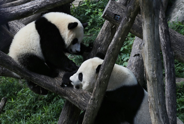 Giant panda cub Bei Bei (L) plays with his mother Mei Xiang (R) at the Smithsonian National Zoological Park in Washington in 2016. The zoo has not had pandas since sending its last trio to China in 2023 . ©AFP