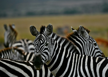 Zebra hail from Africa, where they are preyed upon by lions. ©AFP