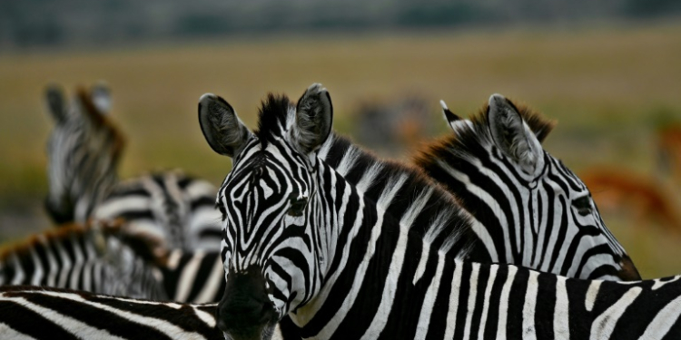 Zebra hail from Africa, where they are preyed upon by lions. ©AFP