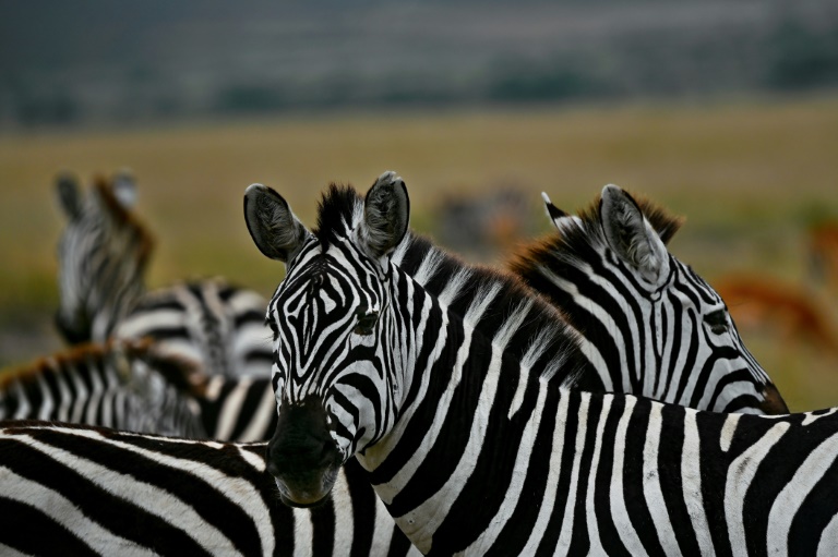 Zebra hail from Africa, where they are preyed upon by lions. ©AFP