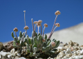 A Tiehm's buckwheat plant starts to bud in its native habitat in the Silver Peak Range in Esmeralda County, Nevada beside Rhyolite Ridge, the site of a proposed lithium mine. ©AFP