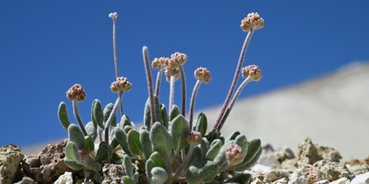 A Tiehm's buckwheat plant starts to bud in its native habitat in the Silver Peak Range in Esmeralda County, Nevada beside Rhyolite Ridge, the site of a proposed lithium mine. ©AFP