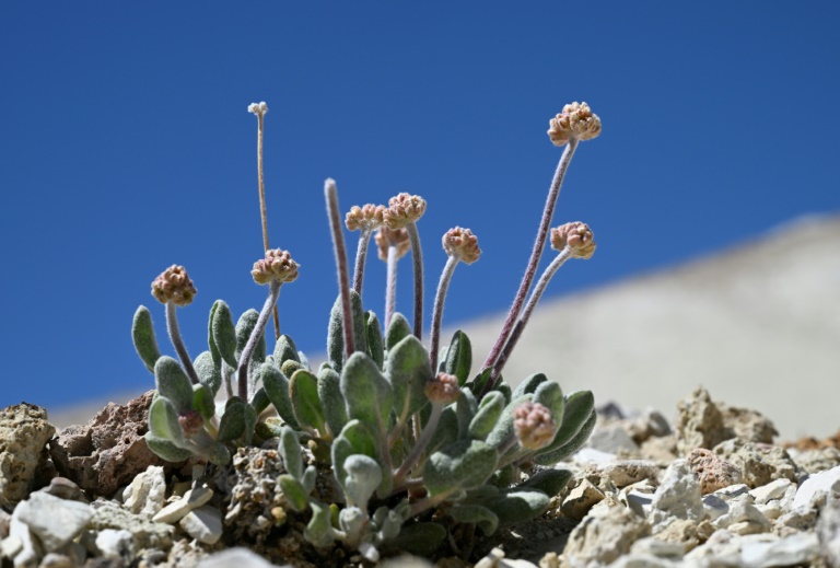 A Tiehm's buckwheat plant starts to bud in its native habitat in the Silver Peak Range in Esmeralda County, Nevada beside Rhyolite Ridge, the site of a proposed lithium mine. ©AFP