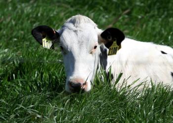 In the United States, 52 herds of dairy cows have been infected with the HPAI H5N1 strain of bird flu, with two human infections involving farm workers who developed mild symptoms. ©AFP