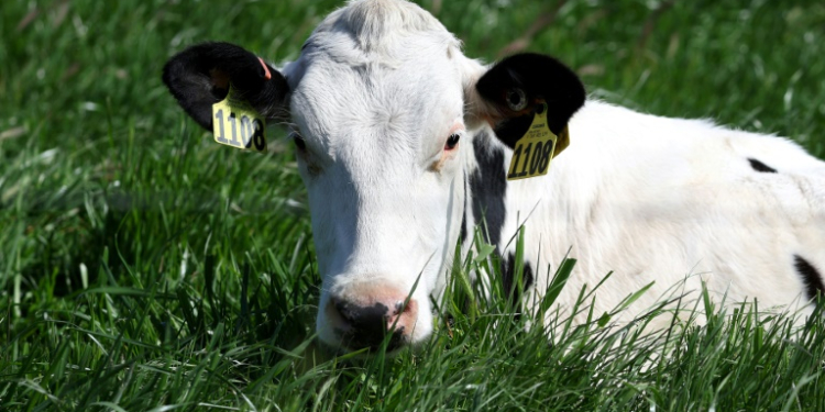 In the United States, 52 herds of dairy cows have been infected with the HPAI H5N1 strain of bird flu, with two human infections involving farm workers who developed mild symptoms. ©AFP