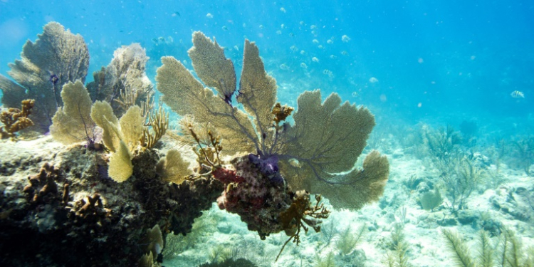 Corals in Key West, Florida in 2023 -- the world is in the middle of a major coral bleaching incident. ©AFP