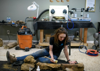 Fossil restorationist Lauren McClain dusts off a Hadrosaurid femur in Houston, Texas. ©AFP