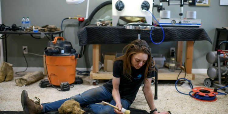 Fossil restorationist Lauren McClain dusts off a Hadrosaurid femur in Houston, Texas. ©AFP