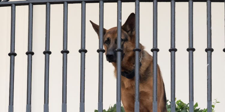 Commander, US President Joe Biden's dog, is now living with family members / ©AFP