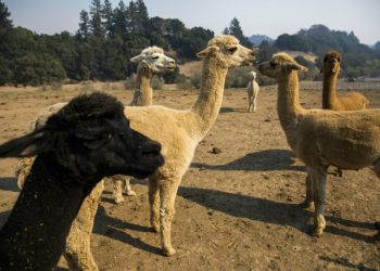 It is the first time the virus has been found in alpacas -- members of the camel family that are native to the Andes and raised mainly for their fleece. ©AFP