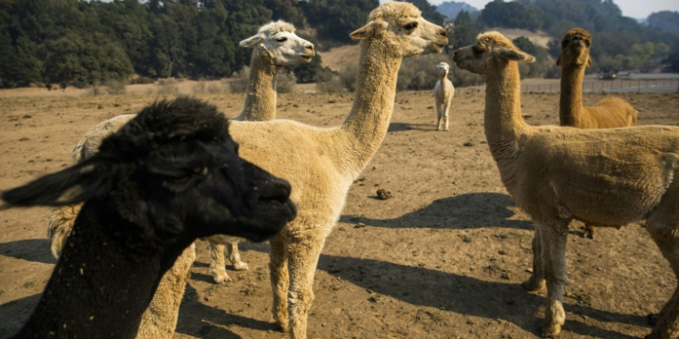 It is the first time the virus has been found in alpacas -- members of the camel family that are native to the Andes and raised mainly for their fleece. ©AFP