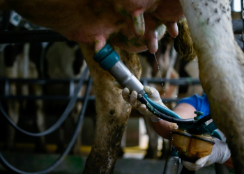 US authorities have detected bird flu in two humans who worked with cows. ©AFP