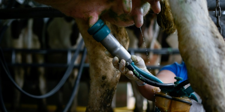 US authorities have detected bird flu in two humans who worked with cows. ©AFP