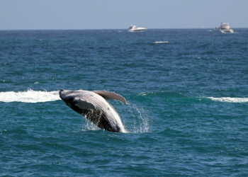 The scientists found a striking trend: a gray whale born in 2020 is likely to reach a full-grown adult length of approximately 1.65 meters (5ft 5in) less than a counterpart born in 2000 . ©AFP