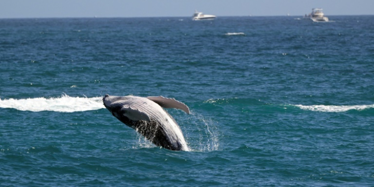 The scientists found a striking trend: a gray whale born in 2020 is likely to reach a full-grown adult length of approximately 1.65 meters (5ft 5in) less than a counterpart born in 2000 . ©AFP