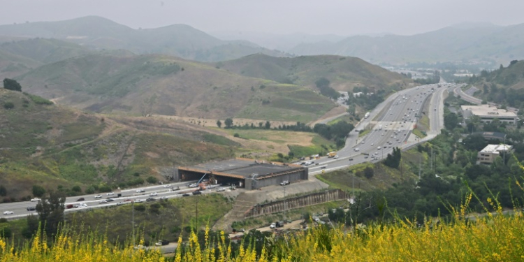 The wildlife crossing, which will be covered by local plants, aims to provide safe passage for the mountain lions. ©AFP