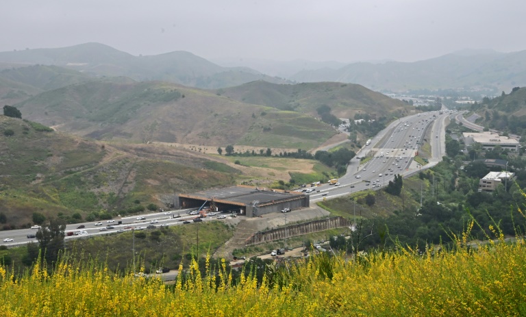 The wildlife crossing, which will be covered by local plants, aims to provide safe passage for the mountain lions. ©AFP