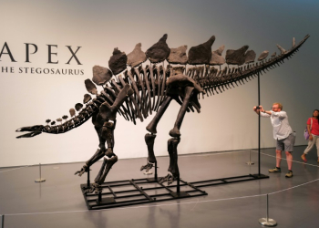 The skeleton, nicknamed Apex, is estimated to be 150 million years old and is the largest stegosaurus ever found, according to the auction house. ©AFP