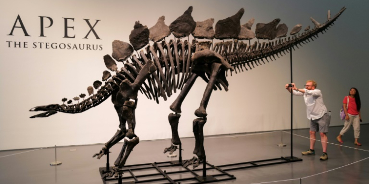 The skeleton, nicknamed Apex, is estimated to be 150 million years old and is the largest stegosaurus ever found, according to the auction house. ©AFP