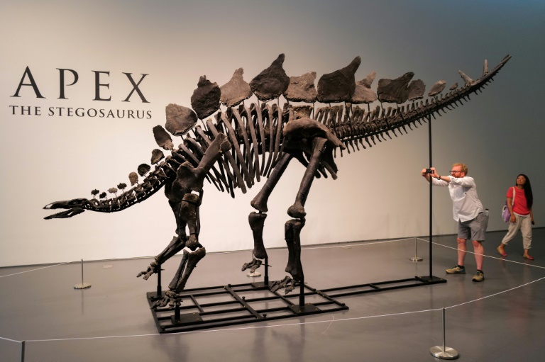 The skeleton, nicknamed Apex, is estimated to be 150 million years old and is the largest stegosaurus ever found, according to the auction house. ©AFP