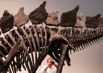 A 150-million-year-old skeleton of a stegosaurus is up for auction at Sotheby's in New York. ©AFP